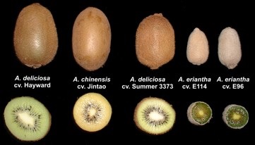 Types and Benefits Of Kiwi Fruit